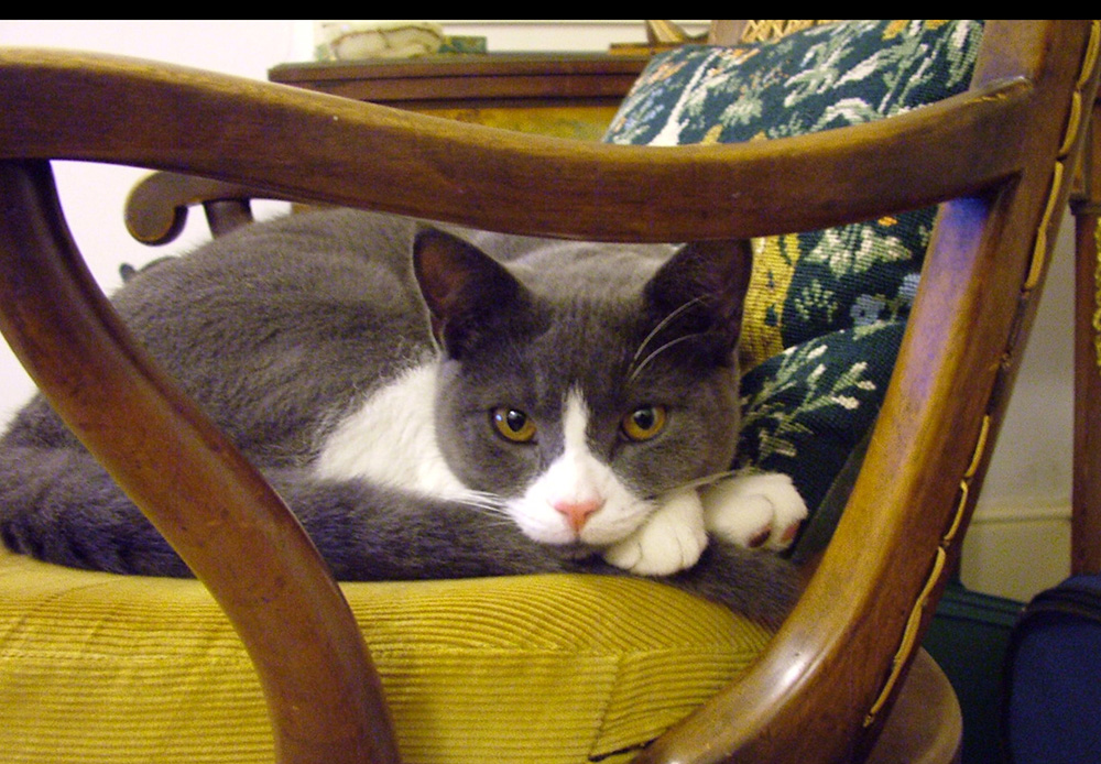 Leo the cat in a chair